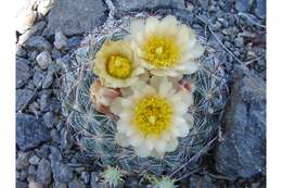 Image of mountain ball cactus