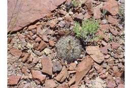 Image of mountain ball cactus