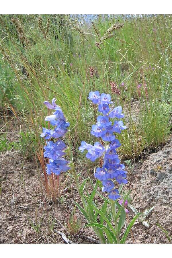 Image of royal penstemon