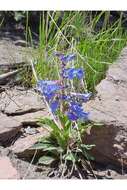 Image of royal penstemon