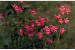 Слика од Penstemon triflorus Heller