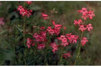 Image of Heller's beardtongue