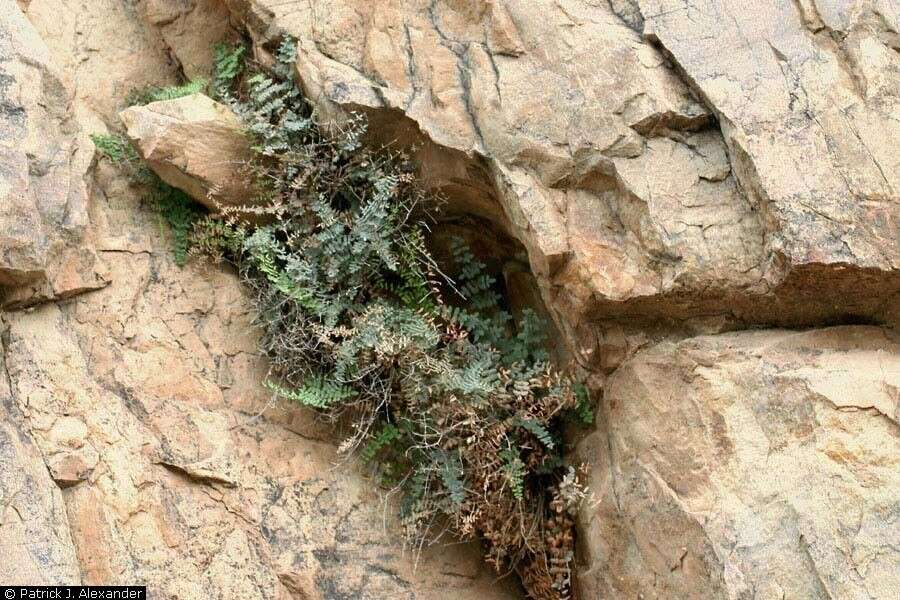 Image of spiny cliffbrake