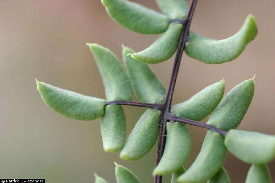 Image of spiny cliffbrake