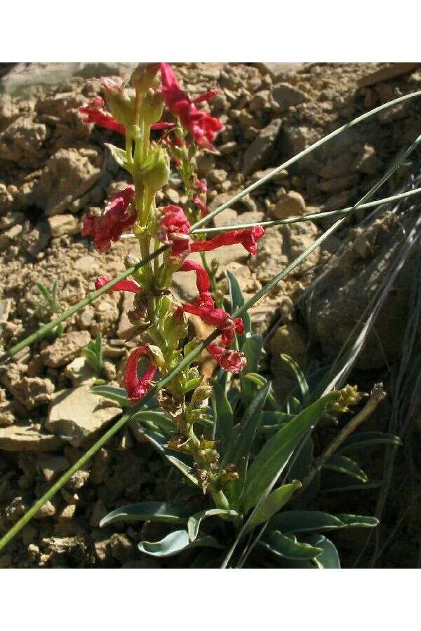 Image of Utah penstemon