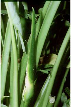 Image of green arrow arum