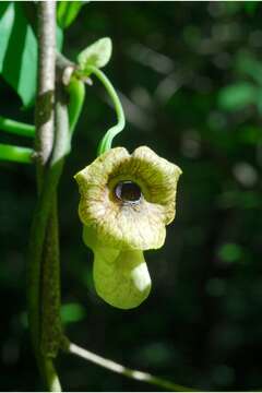 Image of Dutchman's pipe