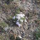 Image of sagebrush phlox