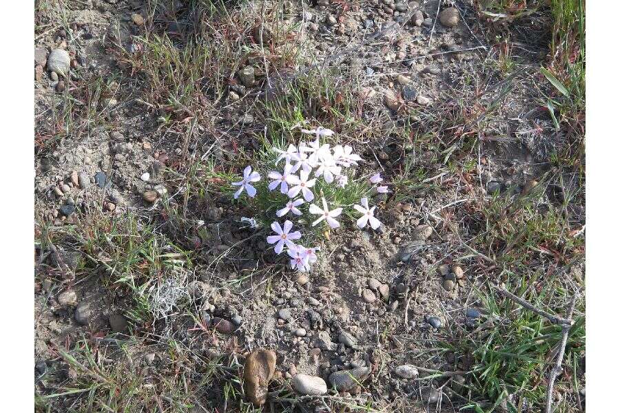 Image of sagebrush phlox