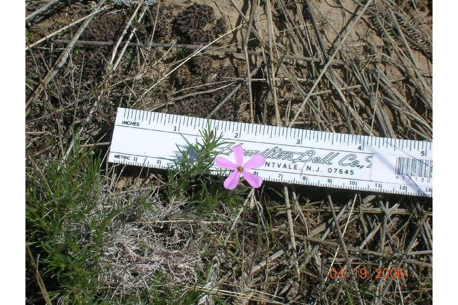 Imagem de Phlox aculeata A. Nelson