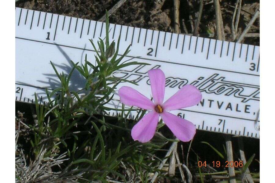 Imagem de Phlox aculeata A. Nelson