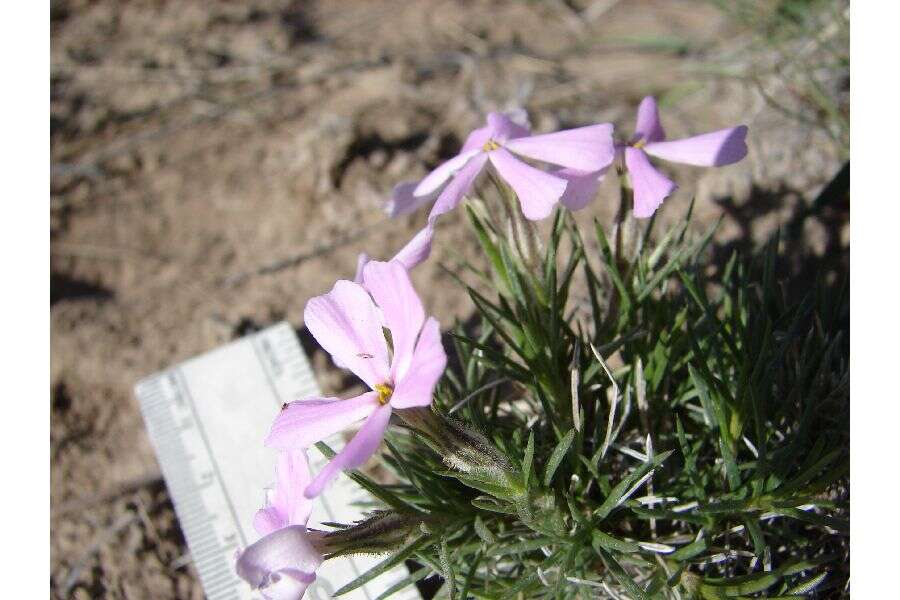 Imagem de Phlox aculeata A. Nelson