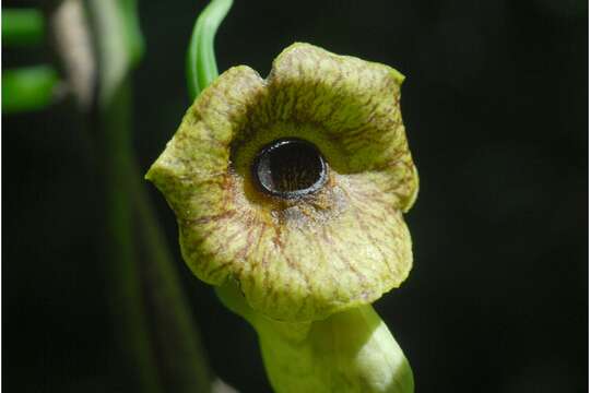 Image de Aristoloche siphon