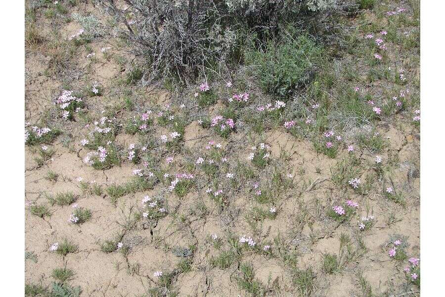 Imagem de Phlox aculeata A. Nelson