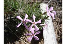 Imagem de Phlox aculeata A. Nelson