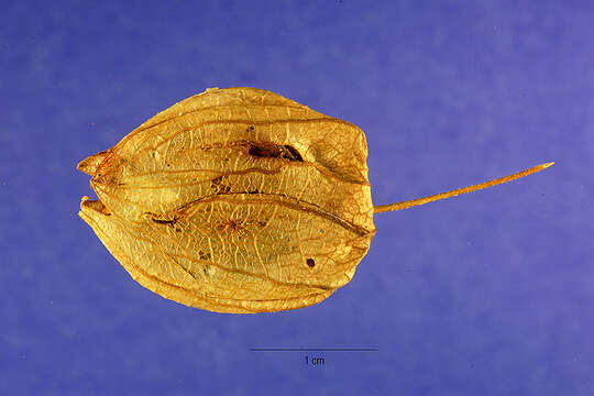 Image of sharpleaf groundcherry and Wright groundcherry