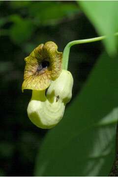 Image of Dutchman's pipe