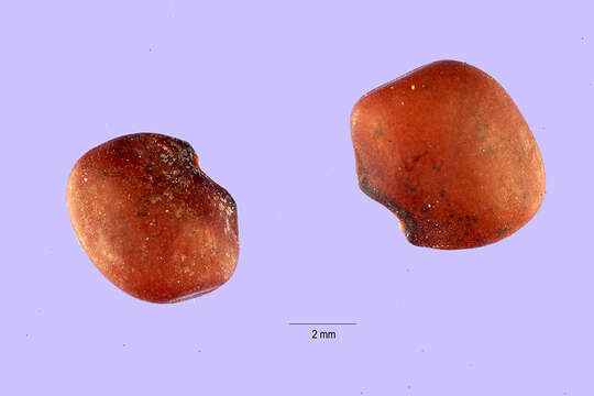 Слика од Vigna adenantha (G. Mey.) Marechal et al.