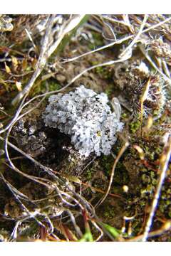 Image of Shadow lichens