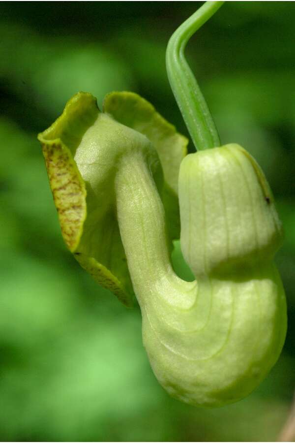 Image of Dutchman's pipe
