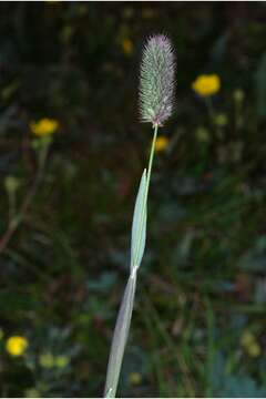 Image of alpine timothy