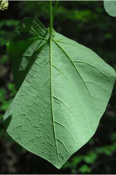 Image of Dutchman's pipe