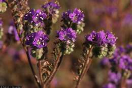 Phacelia crenulata var. ambigua (M. E. Jones) J. F. Macbr.的圖片