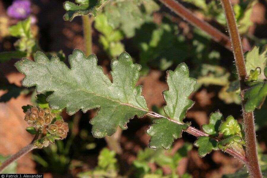 Phacelia crenulata var. ambigua (M. E. Jones) J. F. Macbr.的圖片