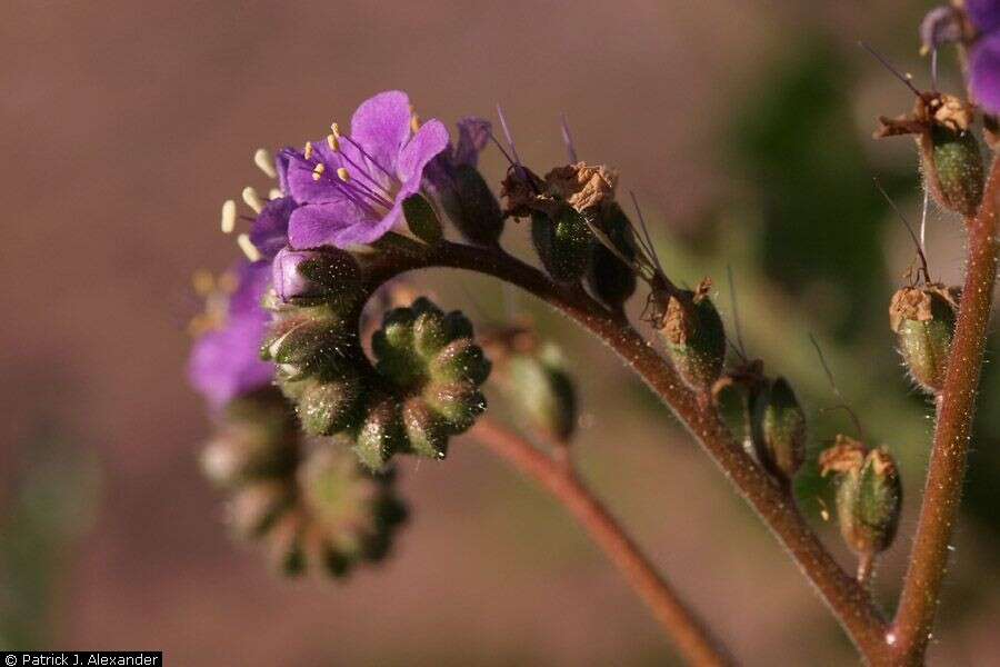 Phacelia crenulata var. ambigua (M. E. Jones) J. F. Macbr.的圖片