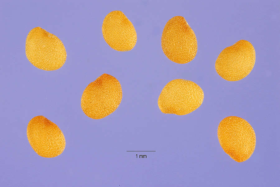 Physalis angulata L. resmi