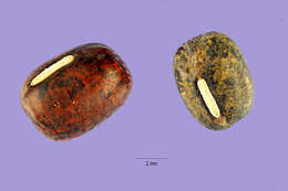 Image of adzuki bean