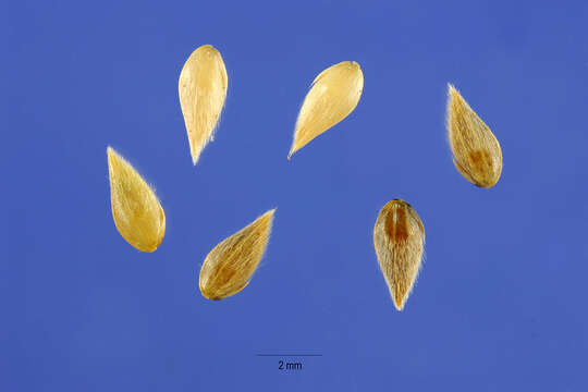 Image of bulbous canarygrass