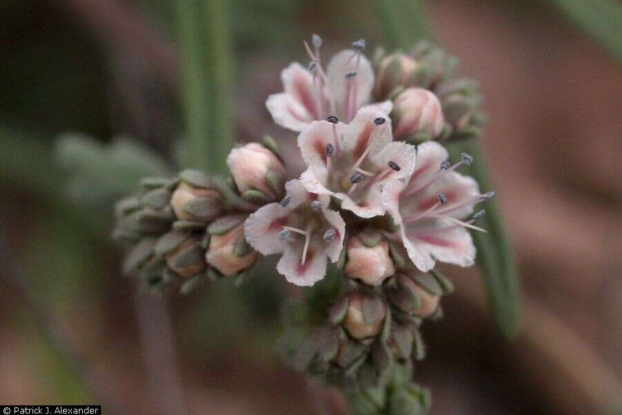 Phacelia arizonica A. Gray的圖片