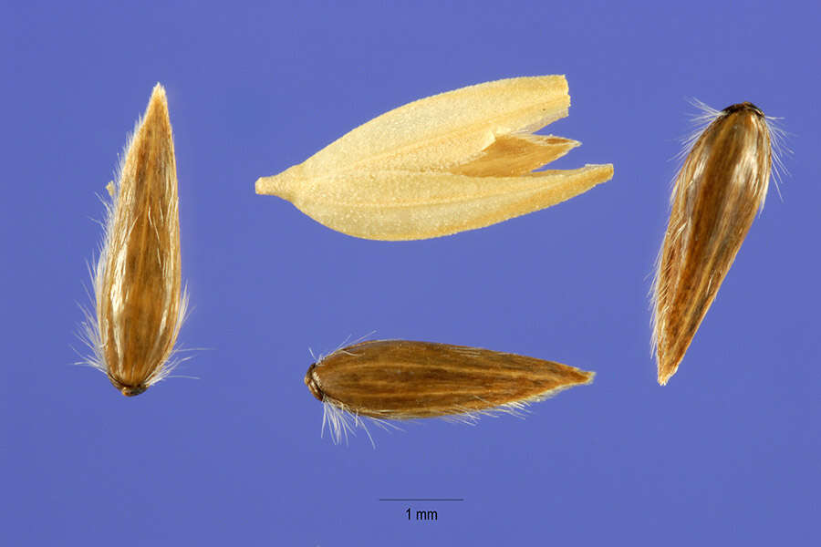 Image of reed canarygrass