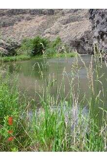 Image of reed canarygrass