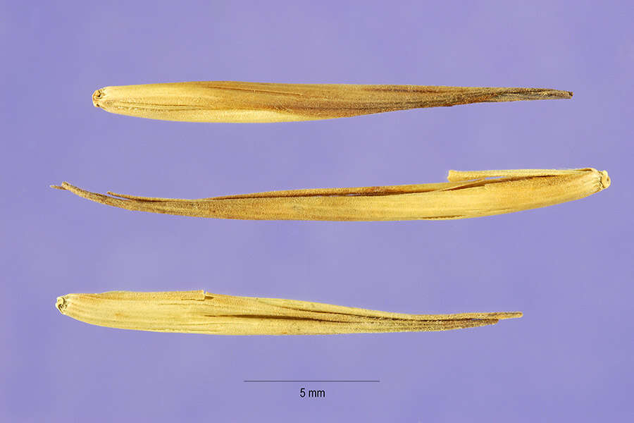 Слика од Phyllostachys aurea (André) Rivière & C. Rivière