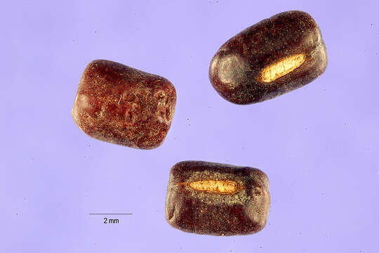 Image of mung bean