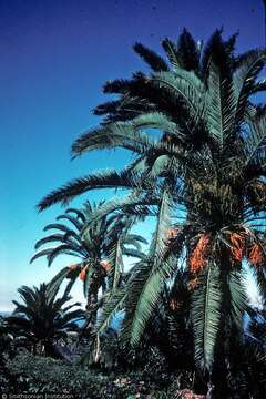 Imagem de Phoenix canariensis H. Wildpret