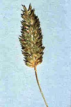 Image of Carolina canarygrass