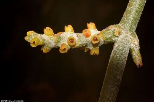 Image of mesquite mistletoe