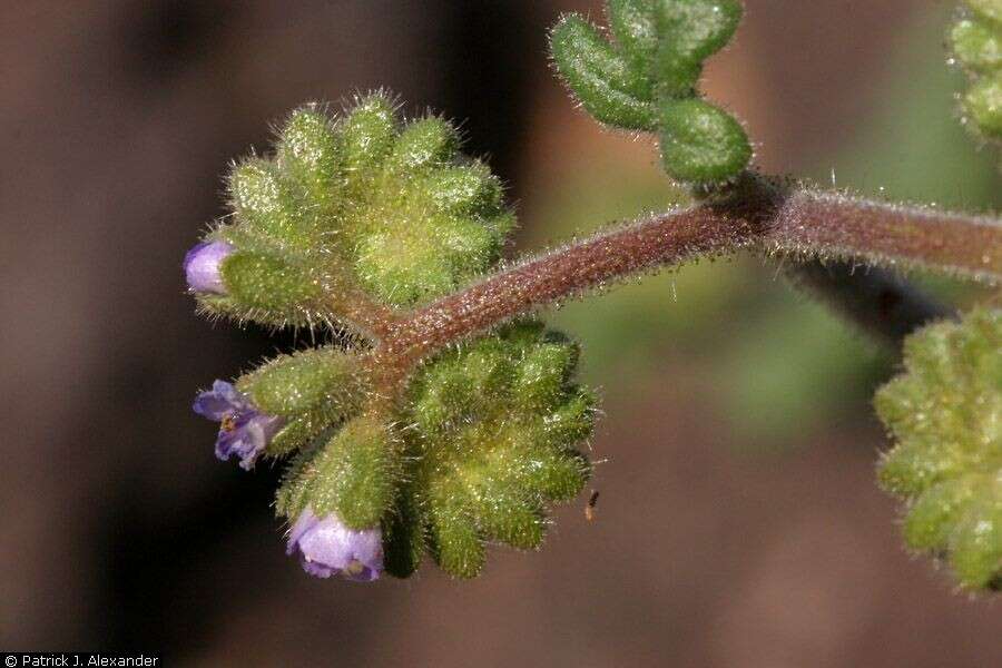 Phacelia coerulea Greene的圖片