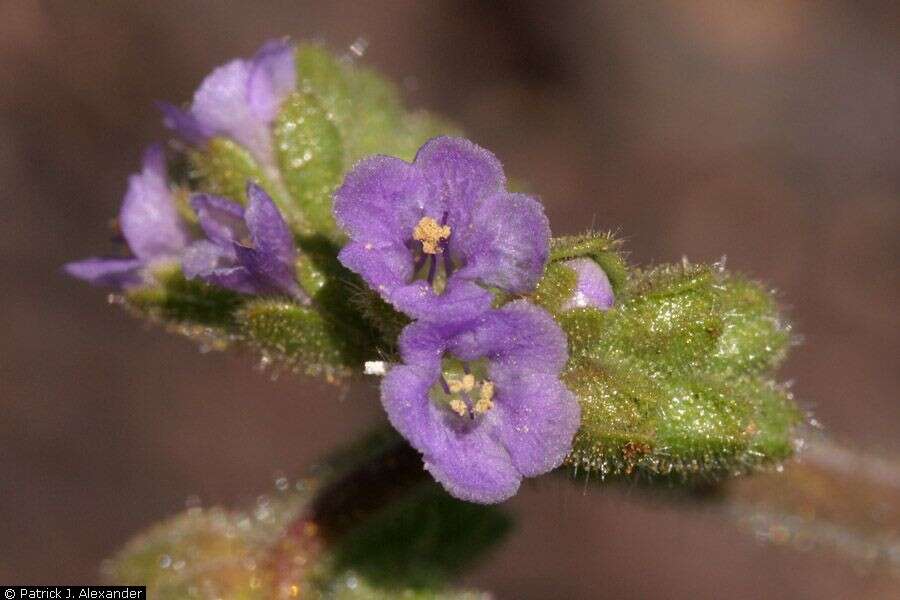 Phacelia coerulea Greene的圖片