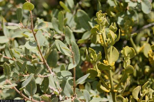 Image of Cory's mistletoe