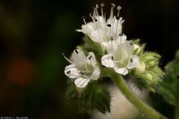 Phacelia congesta (Dougl. ex Lehm.) Hook.的圖片