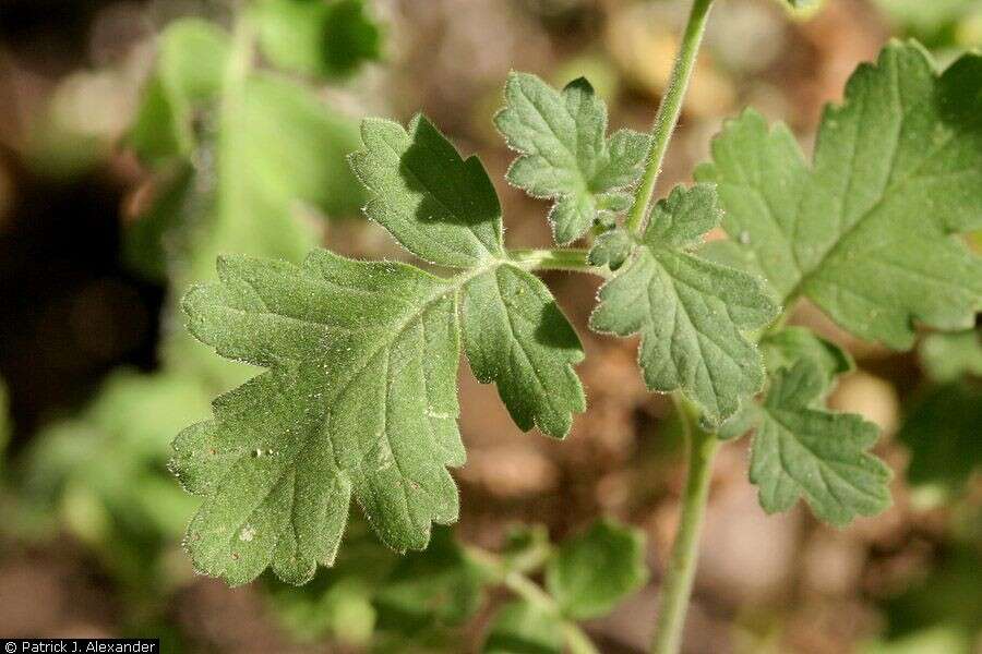 Phacelia congesta (Dougl. ex Lehm.) Hook.的圖片