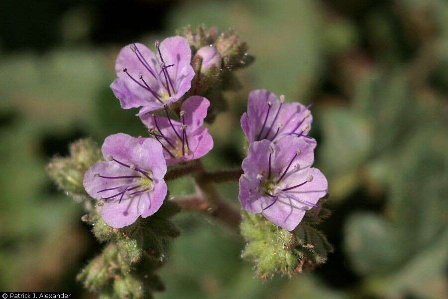 Phacelia crenulata Torr. ex S. Wats.的圖片