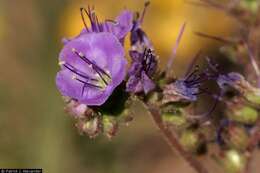 Phacelia crenulata Torr. ex S. Wats.的圖片