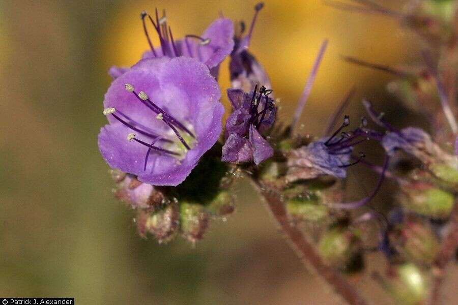 Phacelia crenulata Torr. ex S. Wats.的圖片