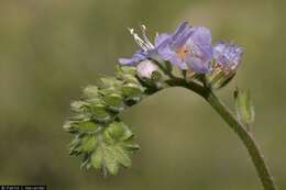 Phacelia distans Benth.的圖片