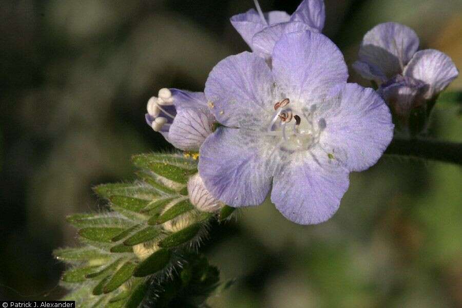 Phacelia distans Benth.的圖片